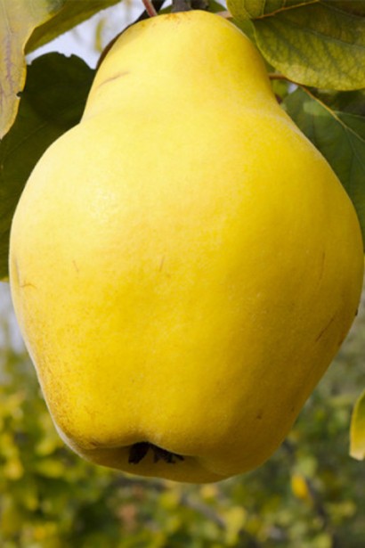 Айва грушевидна ‘Румо’|Cydonia oblonga ‘Rumo’|Айва грушевидная ‘Румо’